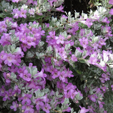 Silver Dream Sage