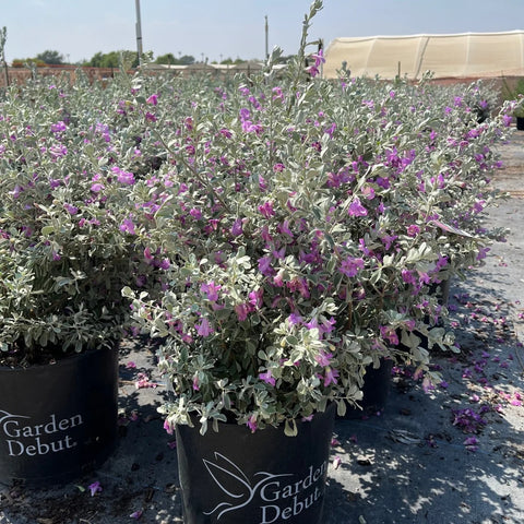 Silver Dream Sage