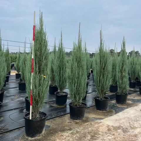 Skyrocket Juniper