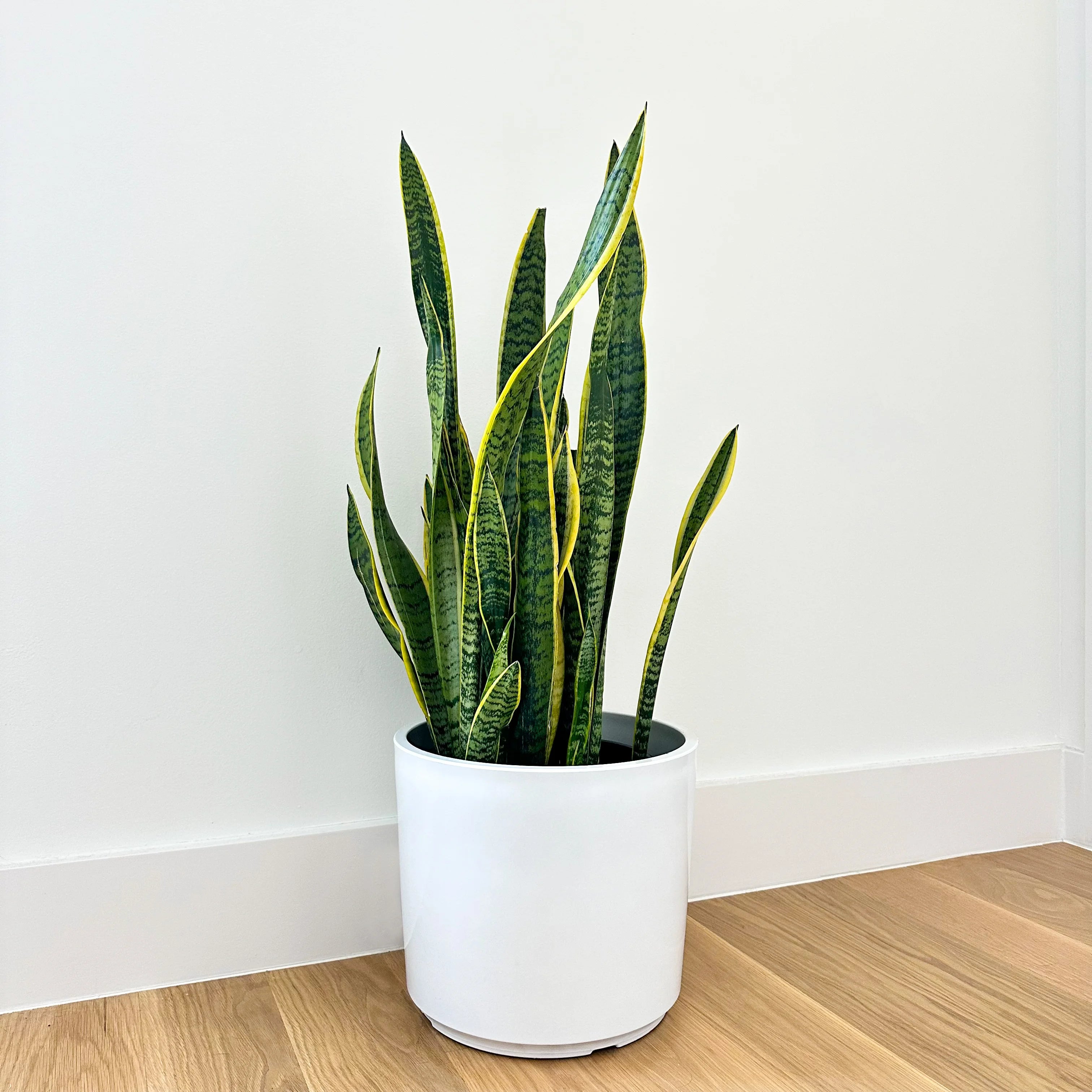 Golden Snake Plant | Air Purifying and Low-Maintenance Houseplant