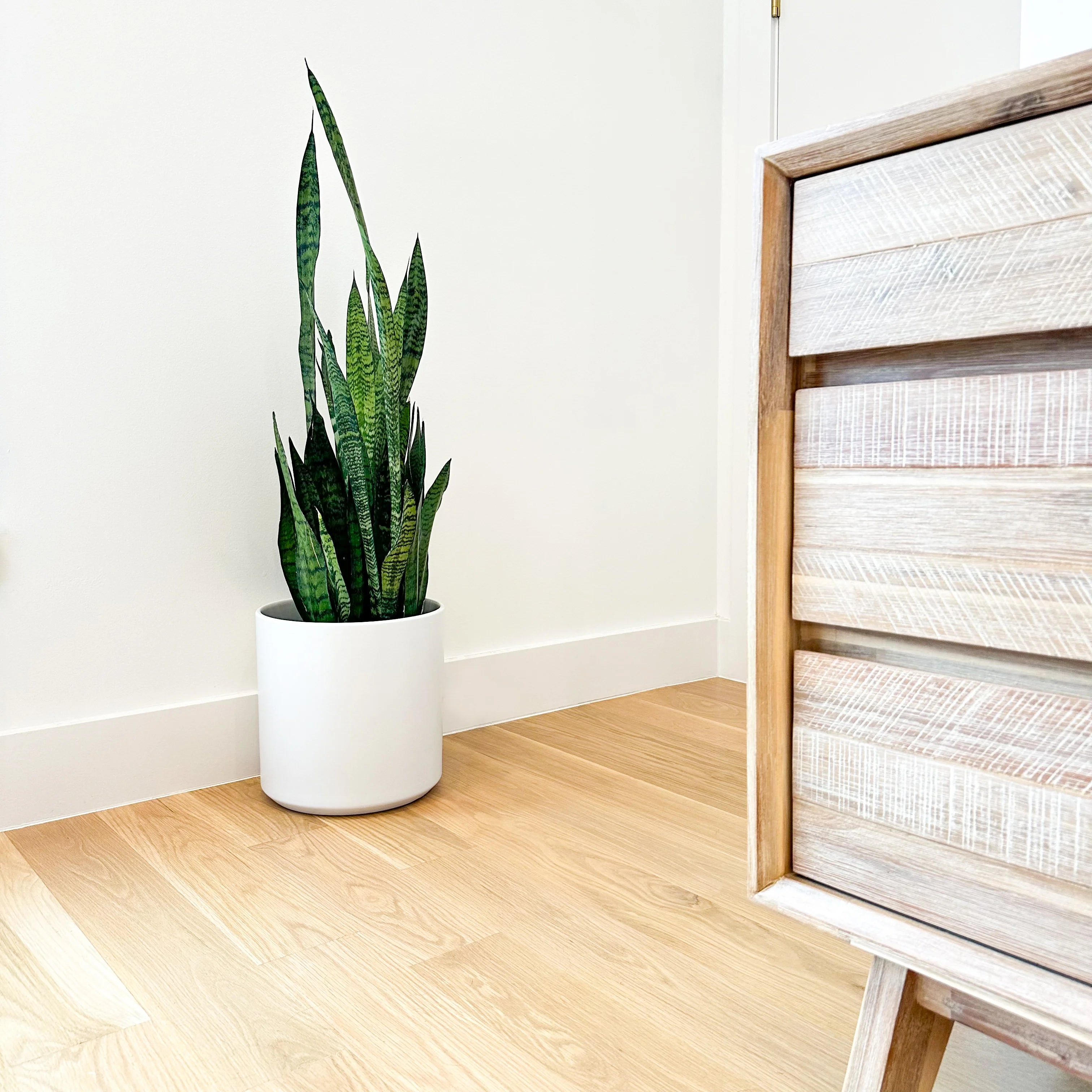 floor snake plant Snake Plant 'Zeylanica' | Medium