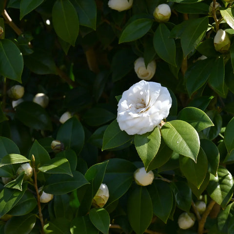 Snow White Camellia