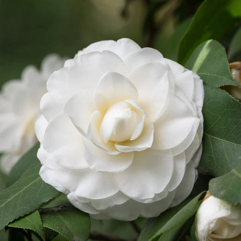 Snow White Camellia