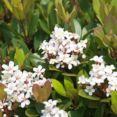 Snow White Indian Hawthorn Shrub