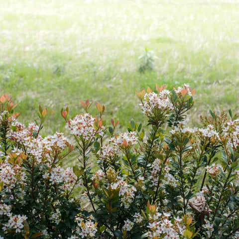 Snow White Indian Hawthorn Shrub