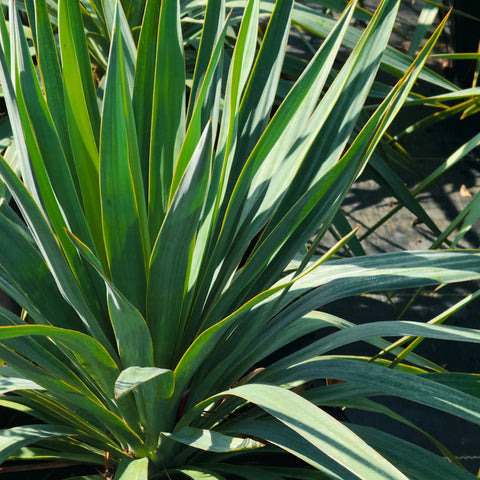Soft Leaf Yucca