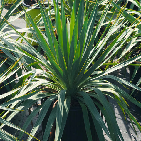 Soft Leaf Yucca