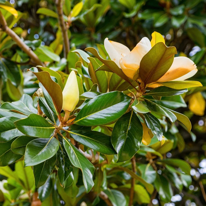 Southern Magnolia DD Blanchard
