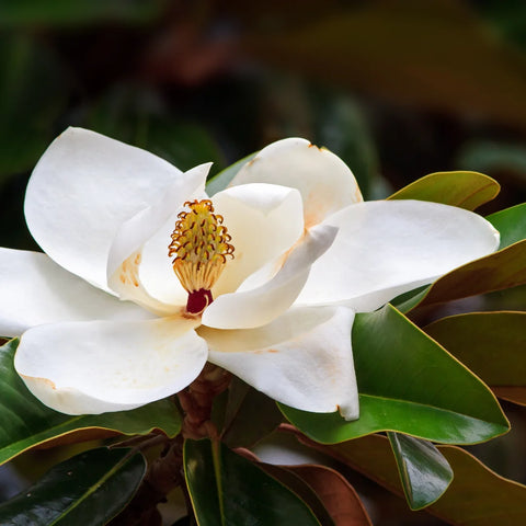 Southern Magnolia DD Blanchard