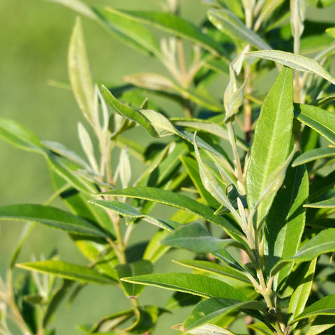 Southern Wax Myrtle