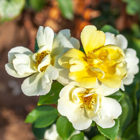 Sunny Knock Out® Rose Tree