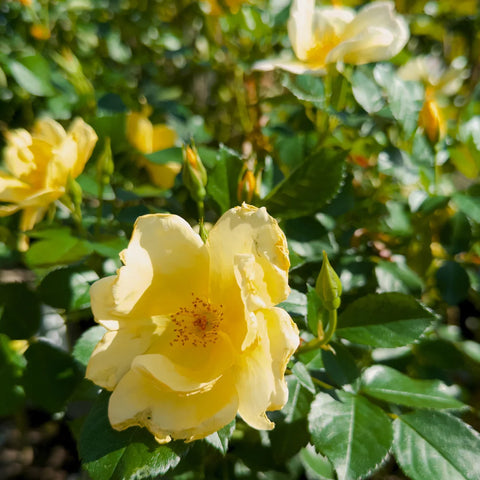 Sunny Knock Out® Rose Tree