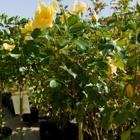 Sunny Knock Out® Rose Tree