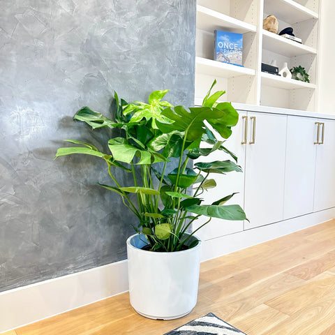 Monstera Swiss Cheese Plant