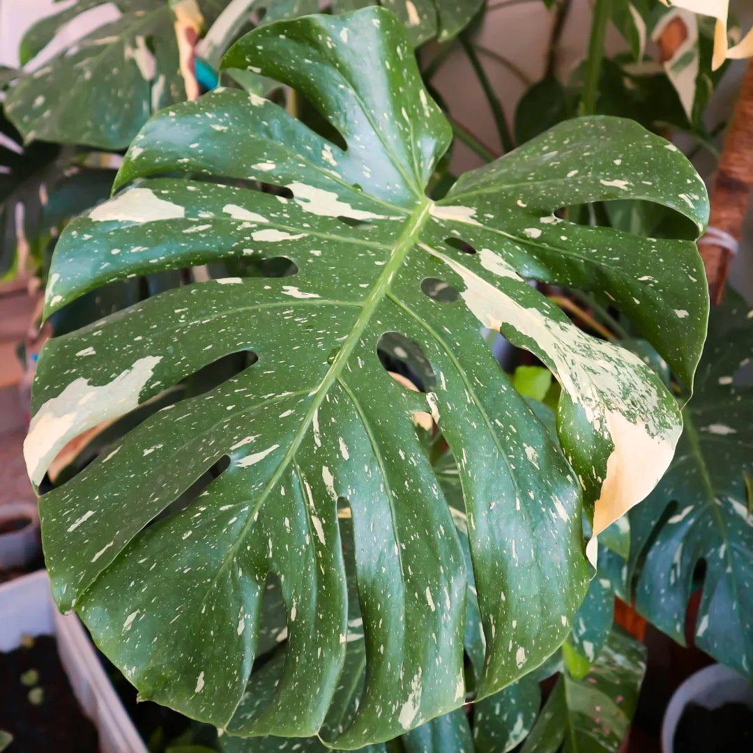 Thai Constellation Monstera – Rare Variegated Indoor Houseplant