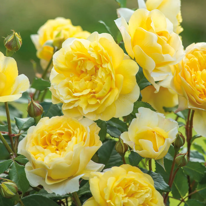 The Poet's Wife Rose Tree