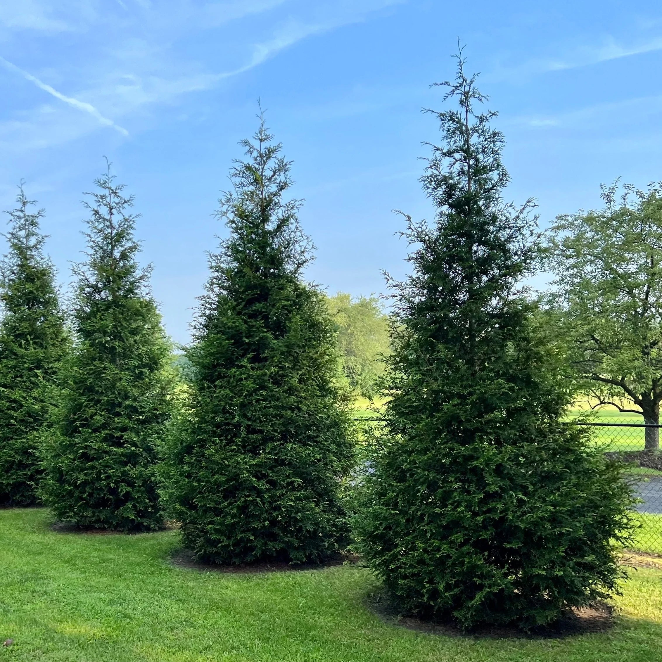 planting arborvitae fertilizer Thuja Green Giant | Fast-Growing Privacy Tree for Sale 2-3 ft / 10-pack