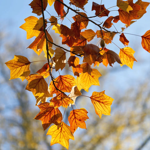 Tulip Poplar Tree