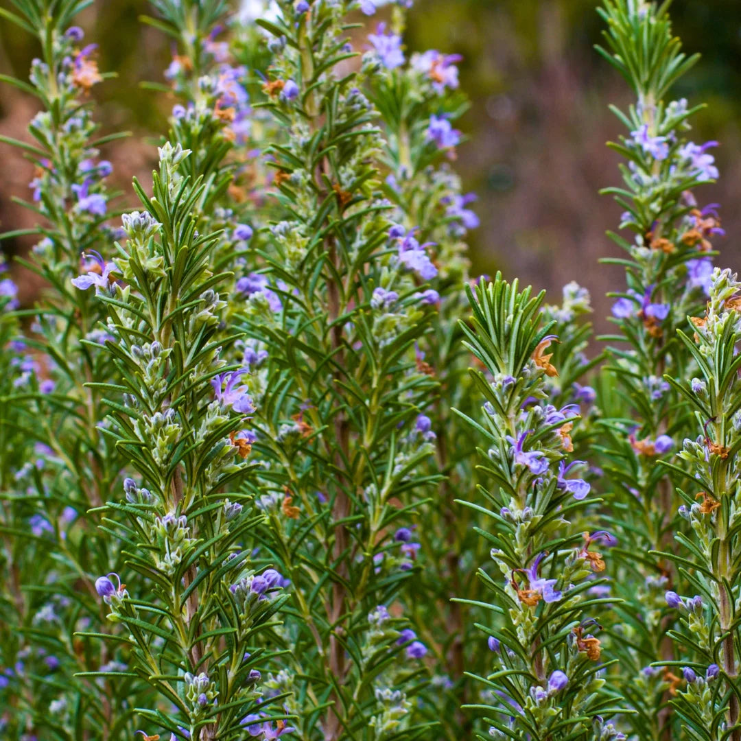 Tuscan Blue Rosemary | Fragrant Culinary Herb