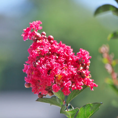 Tuscarora Crape Myrtle