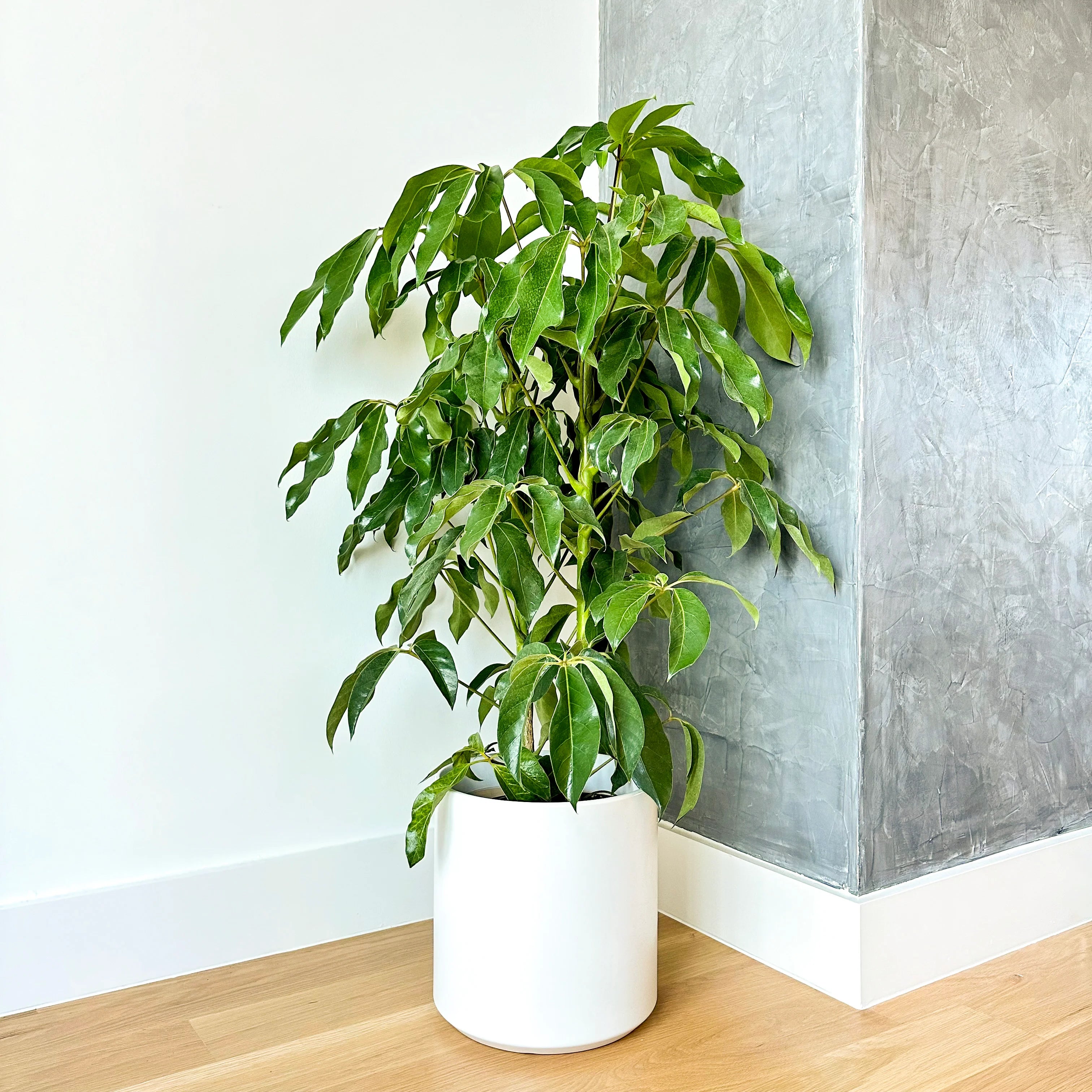 house plant umbrella tree Australian Umbrella Tree
