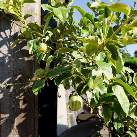Pink Variegated Eureka Lemon Tree