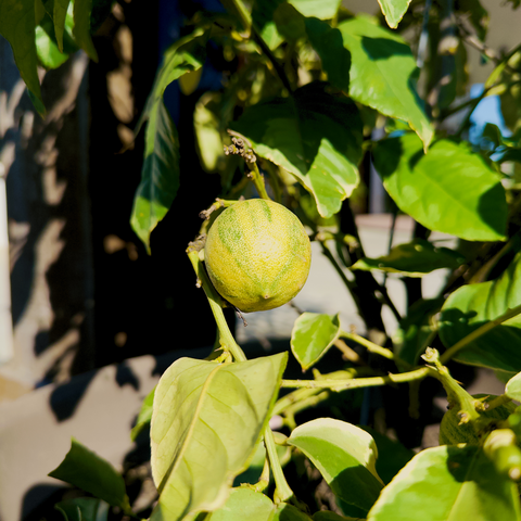 Pink Variegated Eureka Lemon Tree