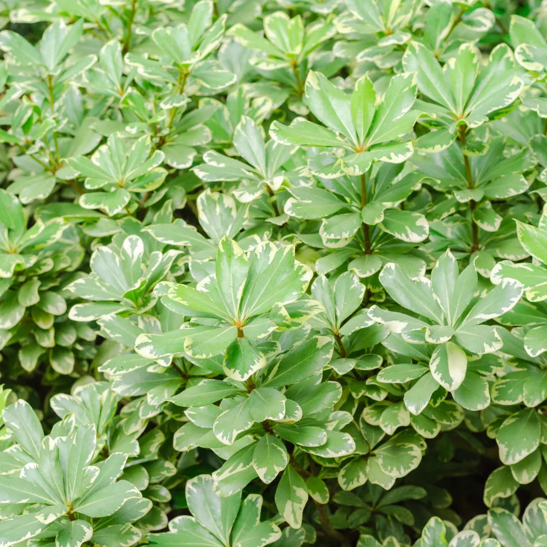 pittosporum indoor plant Variegated Pittosporum | 3 Gallon