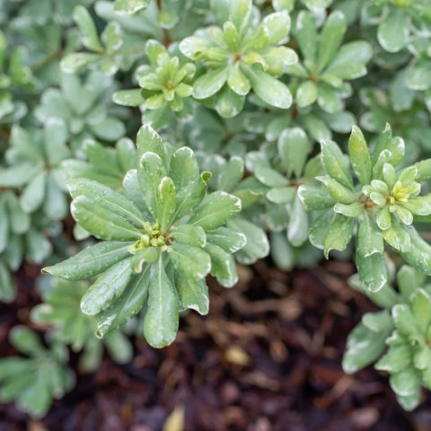 Variegated Pittosporum