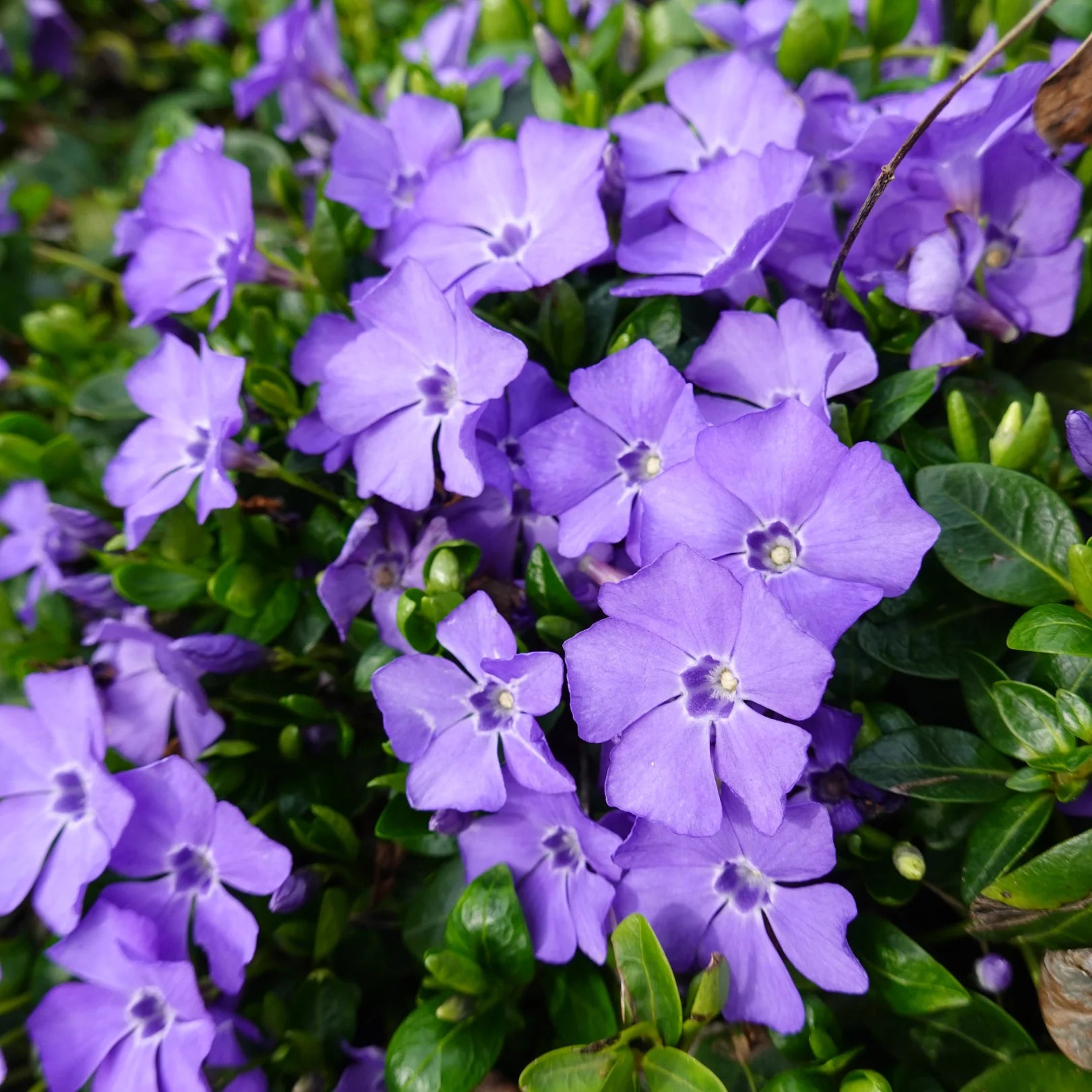 Vinca Minor Periwinkle | Evergreen Flowering Ground Cover | 1 gallon