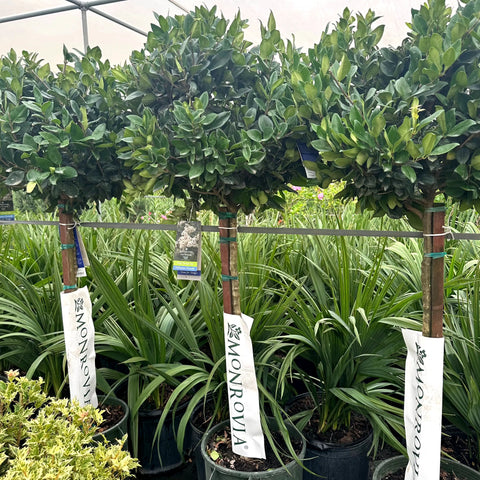 Waxleaf Privet Tree
