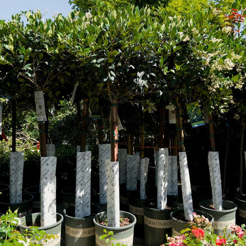 Waxleaf Privet Tree