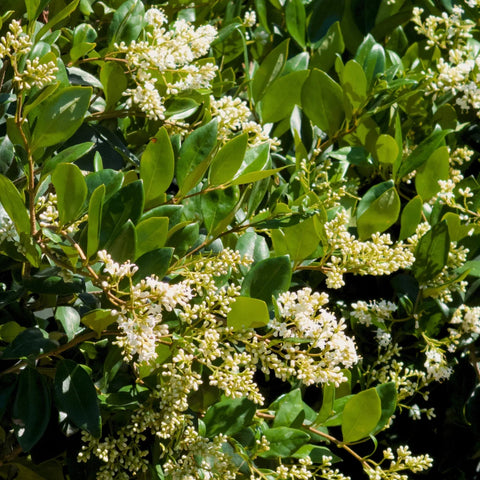 Waxleaf Privet Tree