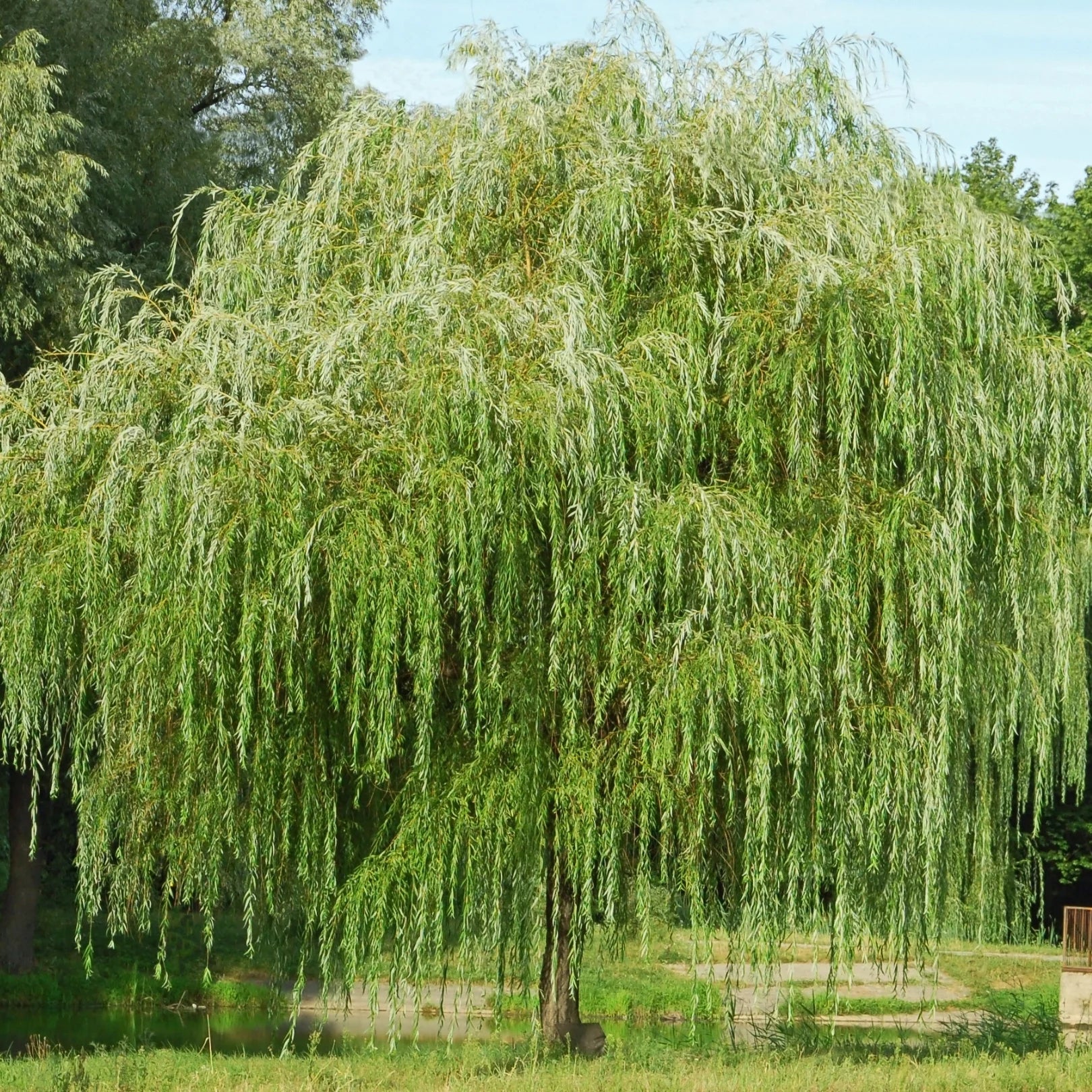Weeping Willow Fruit Salix Alba 'Tristis' Spring Grove Nursery