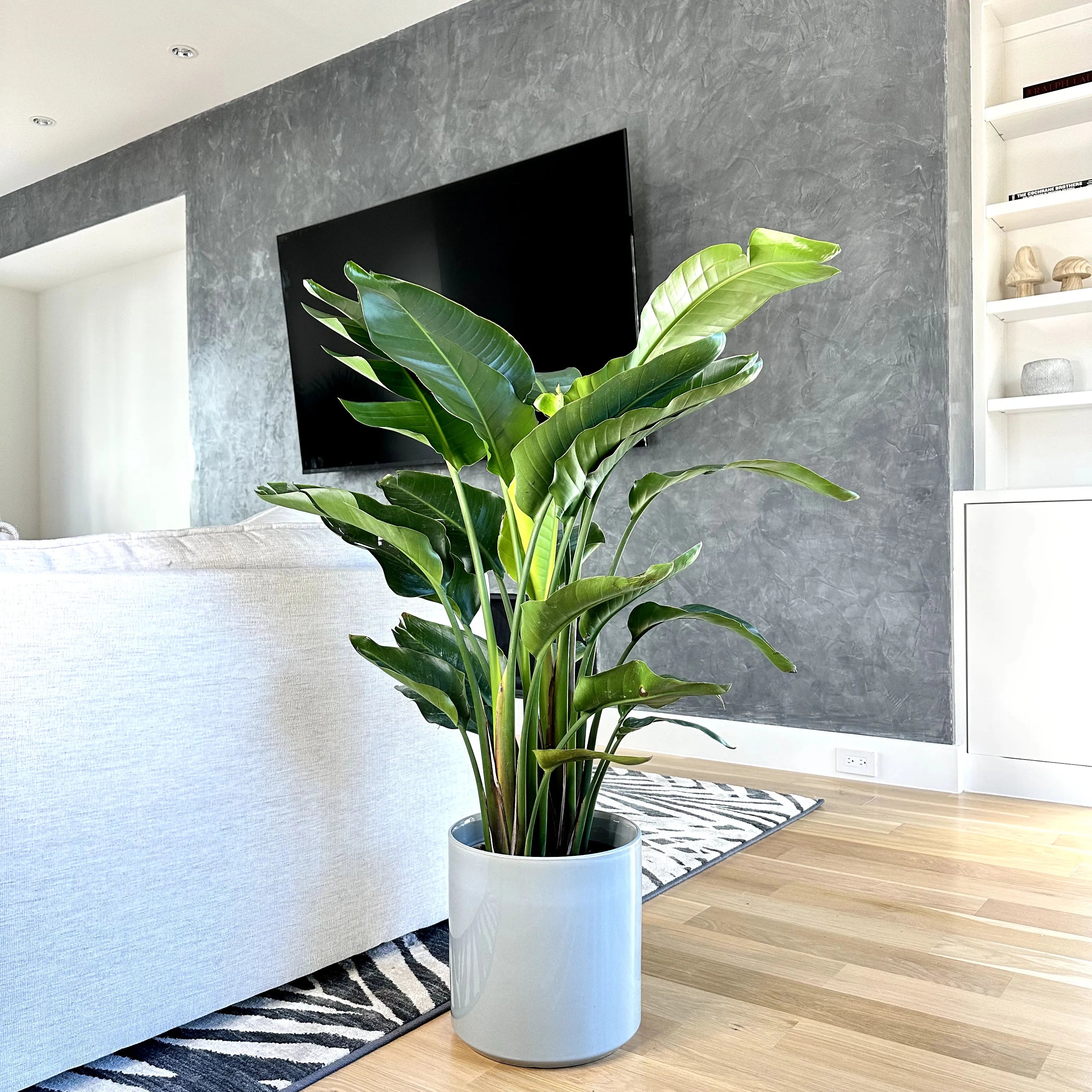 bird of paradise plant potted Bird of Paradise, Large (4-5 ft)