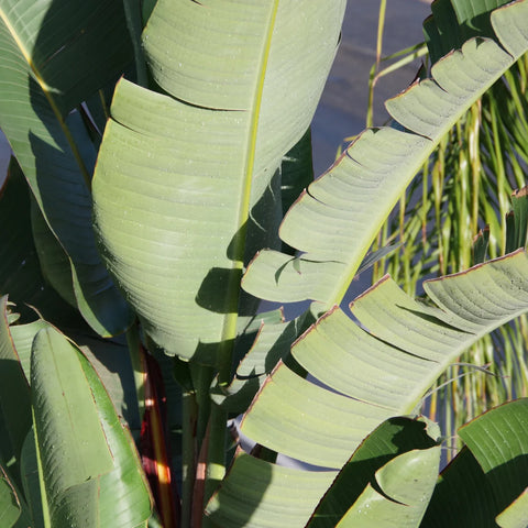 White Bird of Paradise
