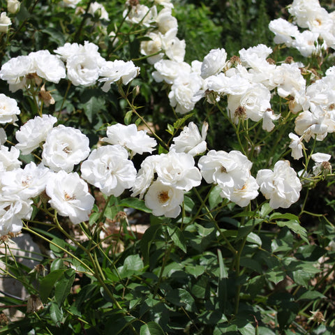 White Iceberg Rose Tree