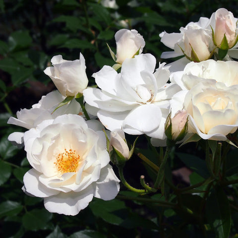 White Iceberg Rose Tree