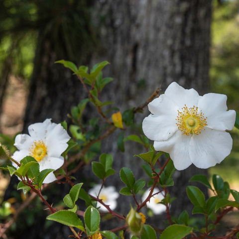 White Knockout Rose Bush
