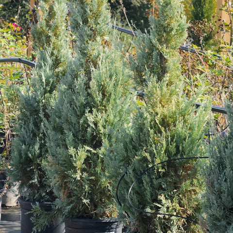 Wichita Blue Juniper Tree