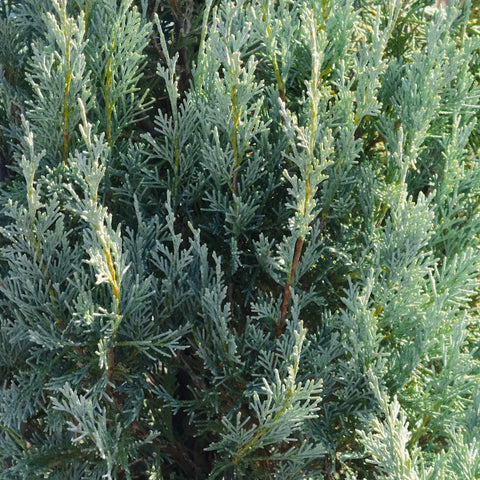 Wichita Blue Juniper Tree