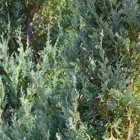 Wichita Blue Juniper Tree