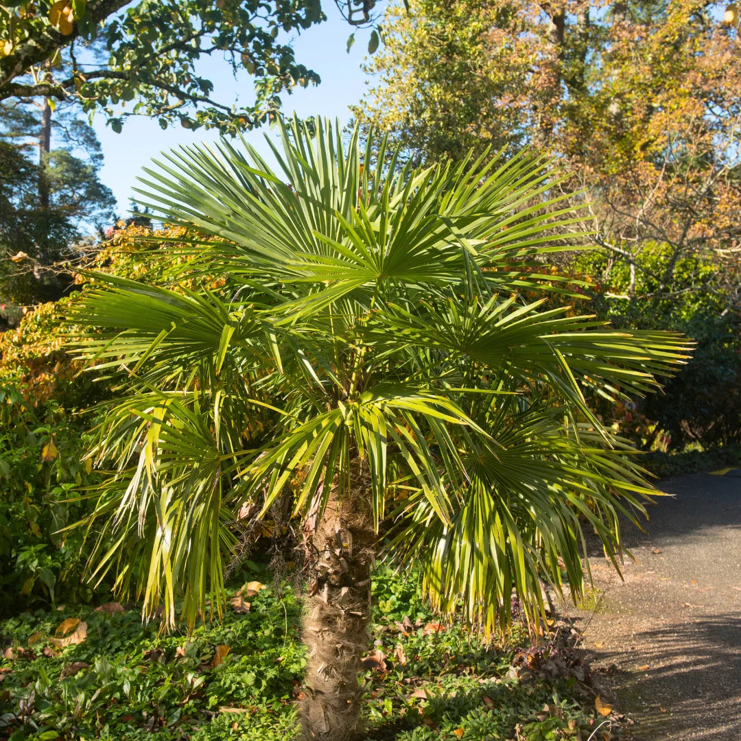 large palm tree plant Windmill Palm Tree, 3 gallon