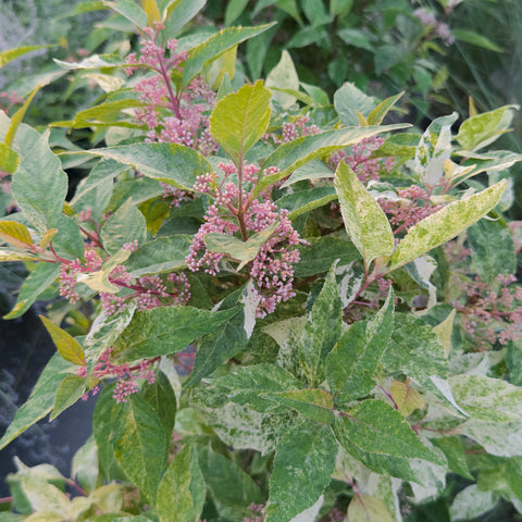 Wine Spritzer Beautyberry 'Shiji Murasaki'