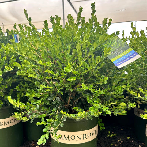 Winter Gem Boxwood