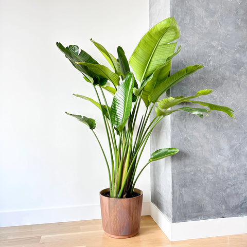 White Bird of Paradise