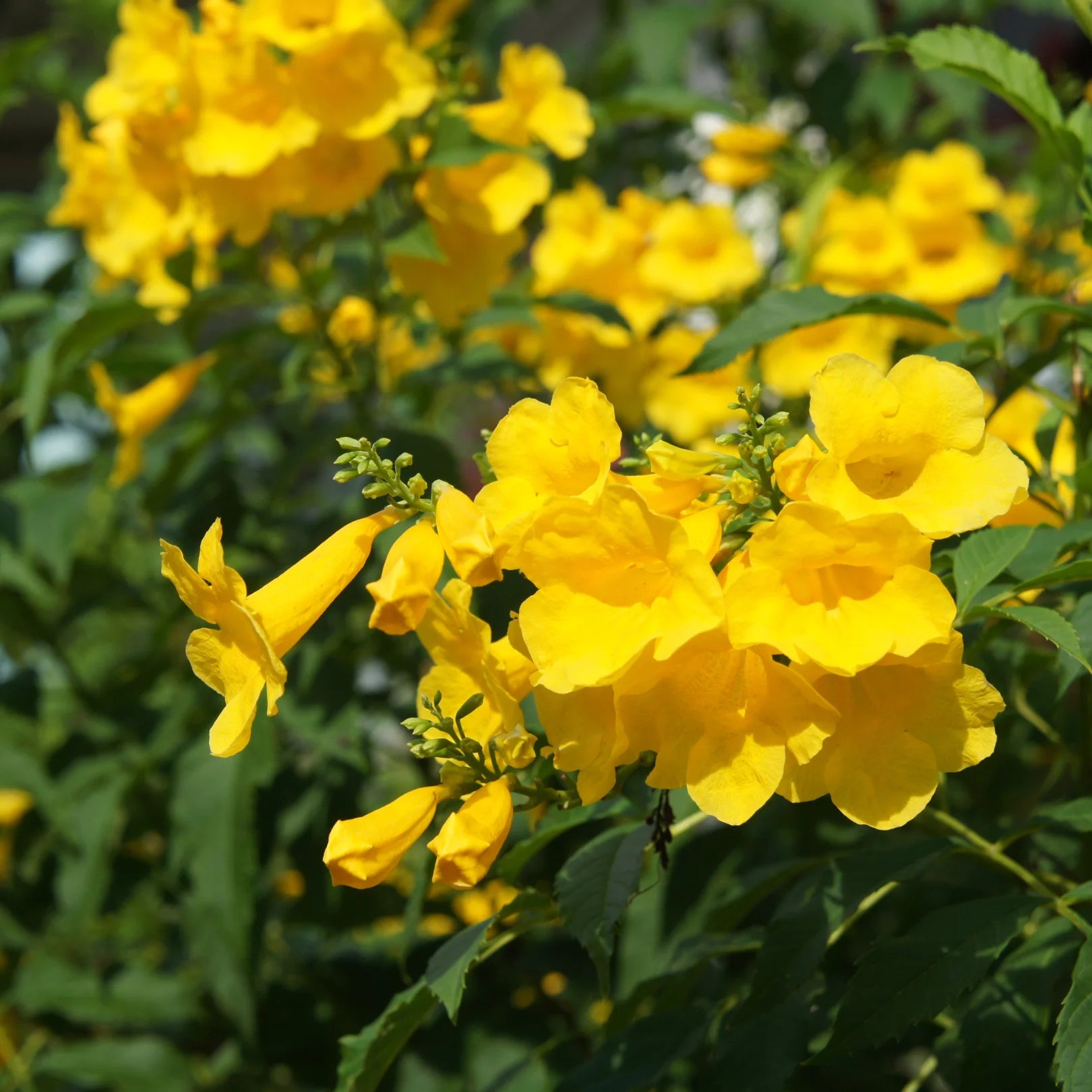 esperanza plant fertilizer Yellow Bells Esperanza | Drought-Tolerant & Fast-Growing 1 gallon