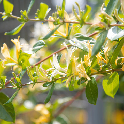 Yellow Honeysuckle Vine 'Halliana'