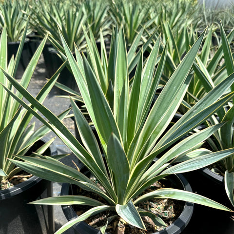 Yucca Spanish Dagger