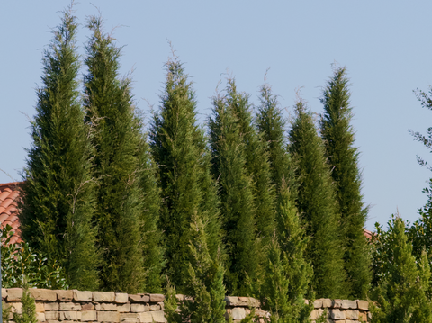 Fast Growing Privacy Trees for Instant Green Hedges